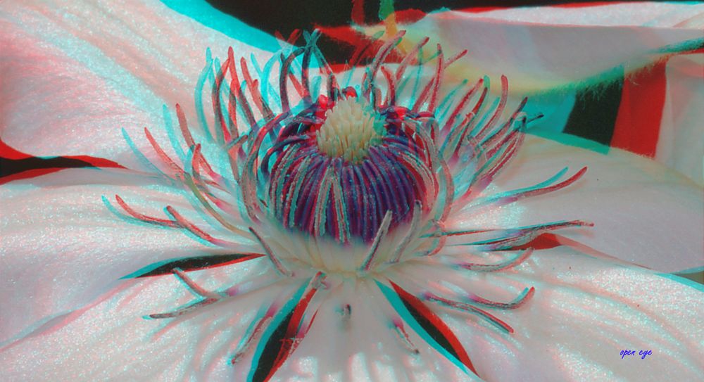 Clematis - Anaglyphen