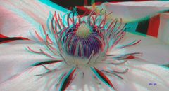 Clematis - Anaglyphen