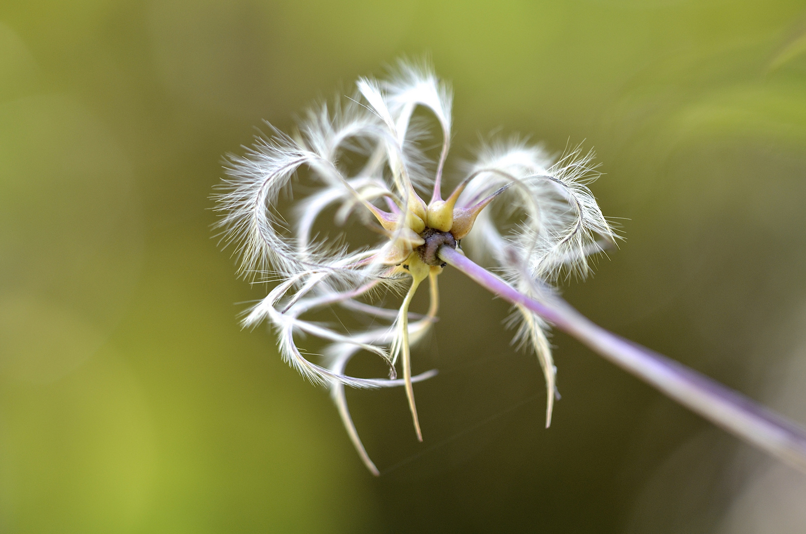 Clematis anders