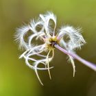 Clematis anders