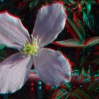 Clematis Apple Blossom (Immergrün)