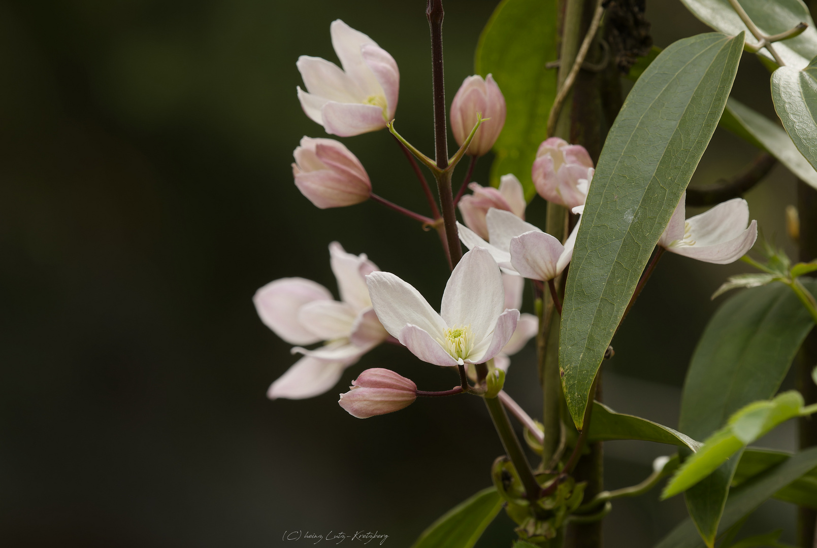 _Clematis Armandii_