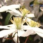 Clematis armandii