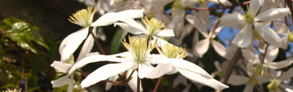 Clematis armandii