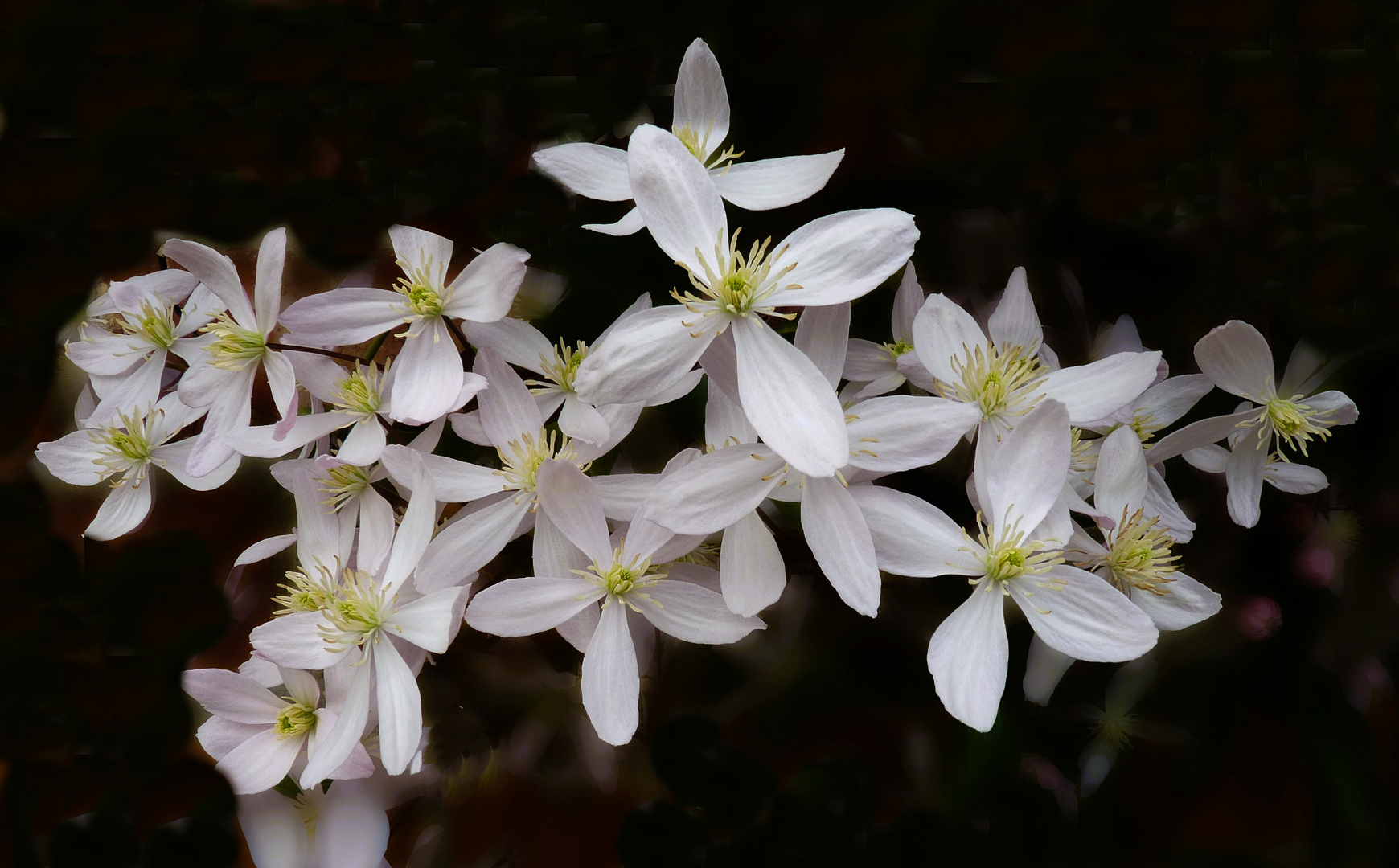 Clematis armandii (ou clématite du Père Armand)