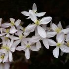 Clematis armandii (ou clématite du Père Armand)