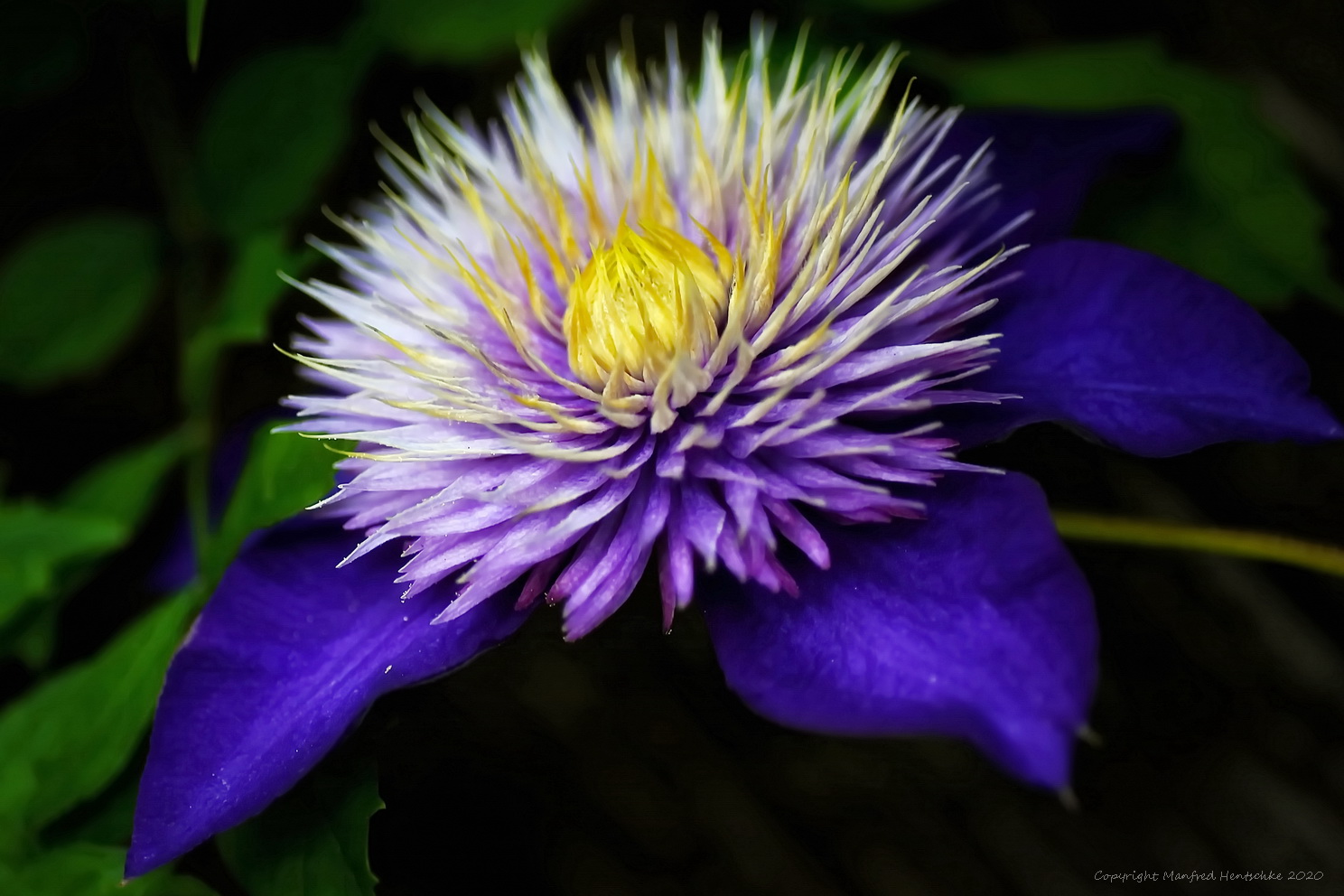 Clematis Ascotiensis