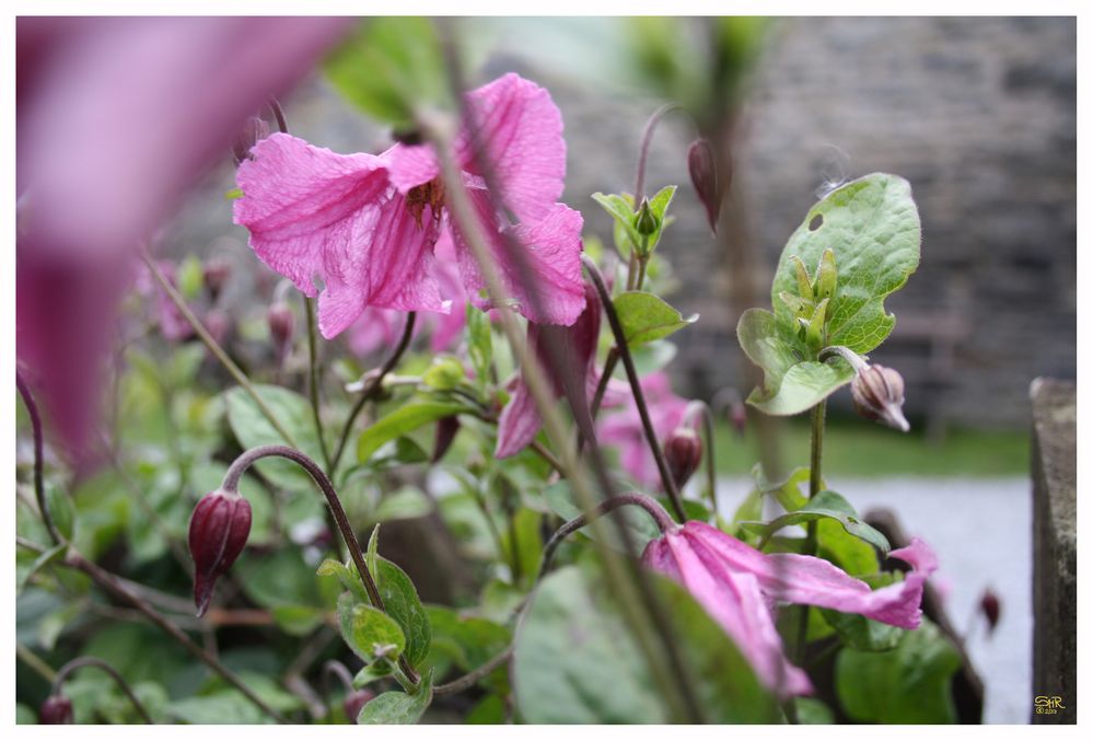 Clematis at the Watermill