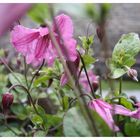 Clematis at the Watermill
