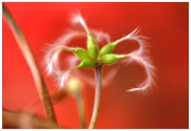 Clematis - auch verblüht nicht blass