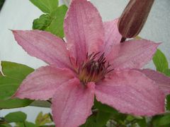 Clematis auf dem Balkon