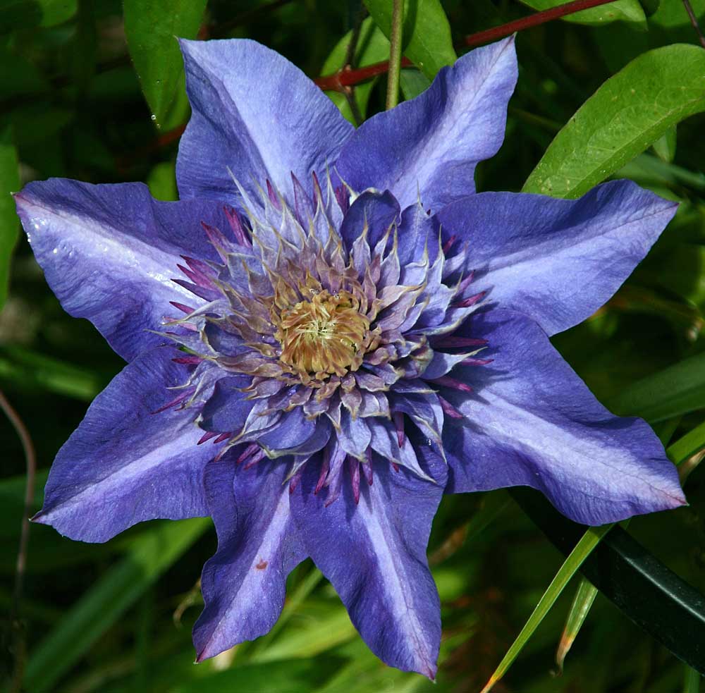 Clematis auf der Insel Mainau