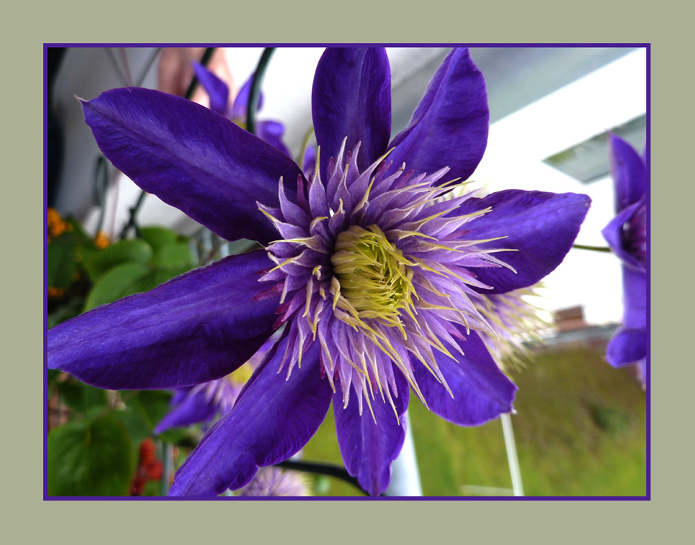 Clematis auf Nachbars Balkon Foto & Bild pflanzen, pilze & flechten