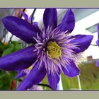 Clematis auf Nachbars Balkon