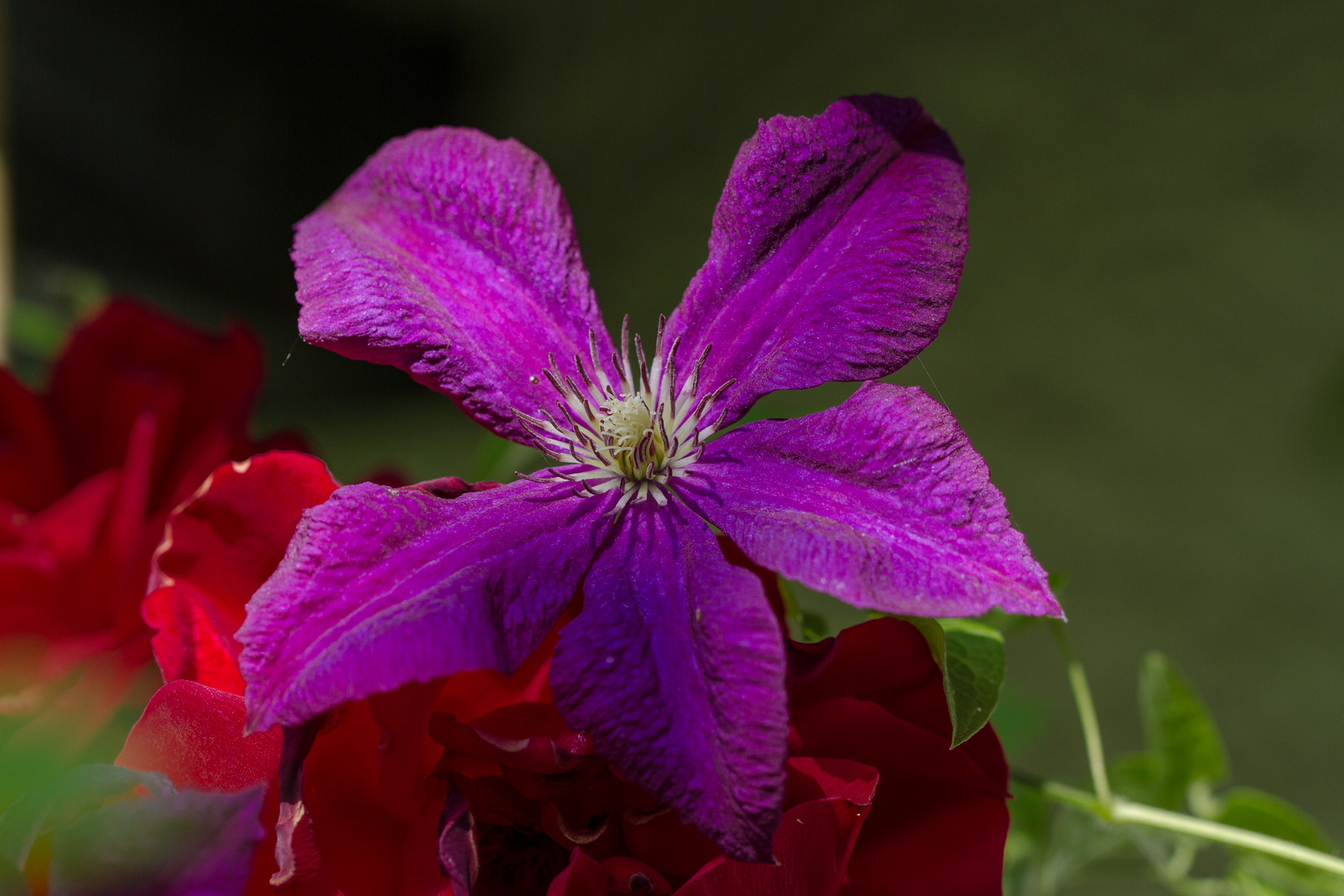 Clematis auf Rosen