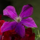 Clematis auf Rosen