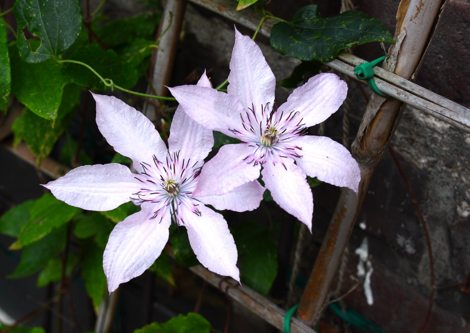 Clematis aus dem Garten / Blütezeit und Freude an diesem Anblick