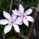 Clematis aus dem Garten / Blütezeit und Freude an diesem Anblick