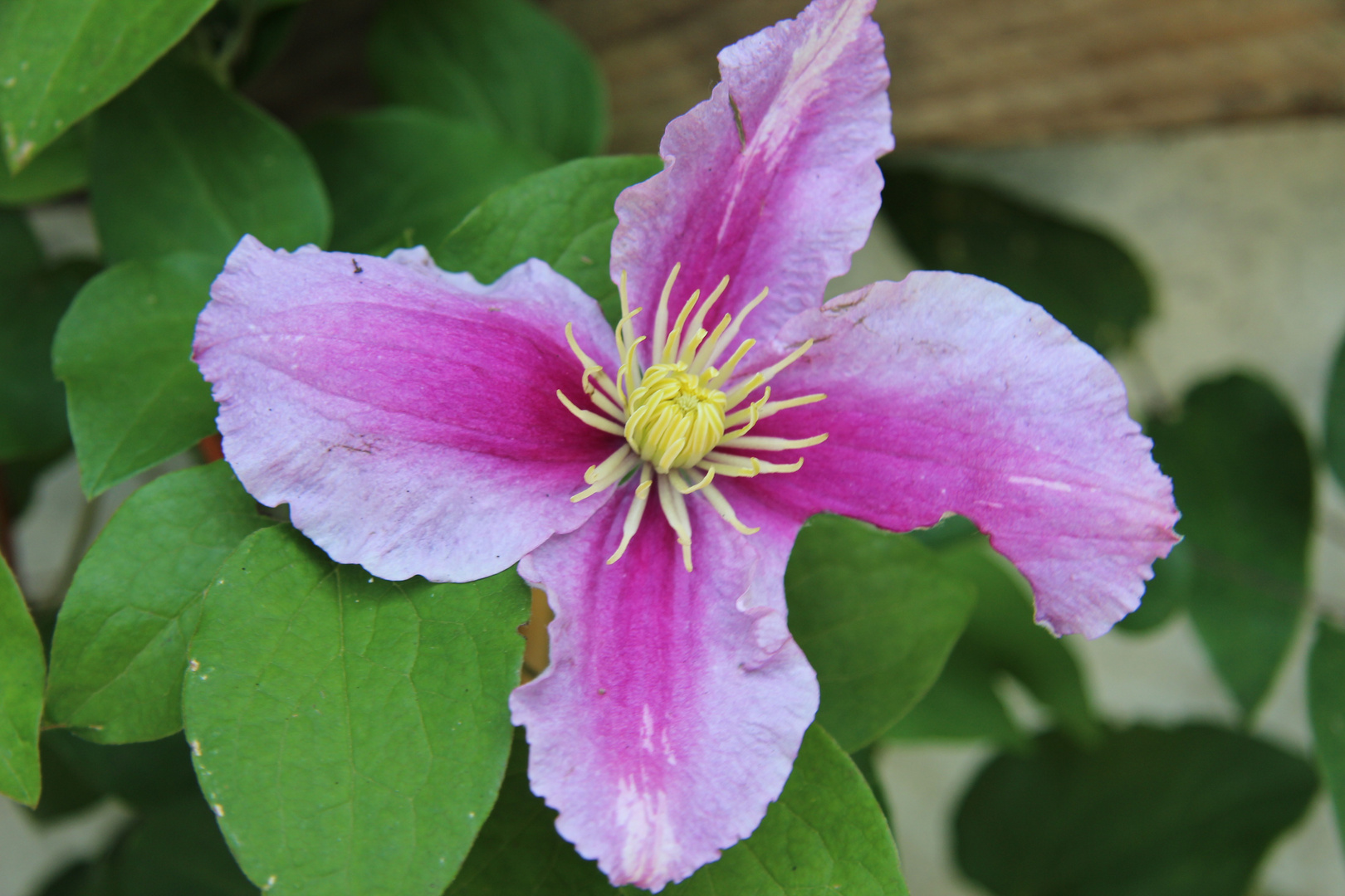 Clematis aus der Nähe