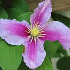 Clematis aus der Nähe