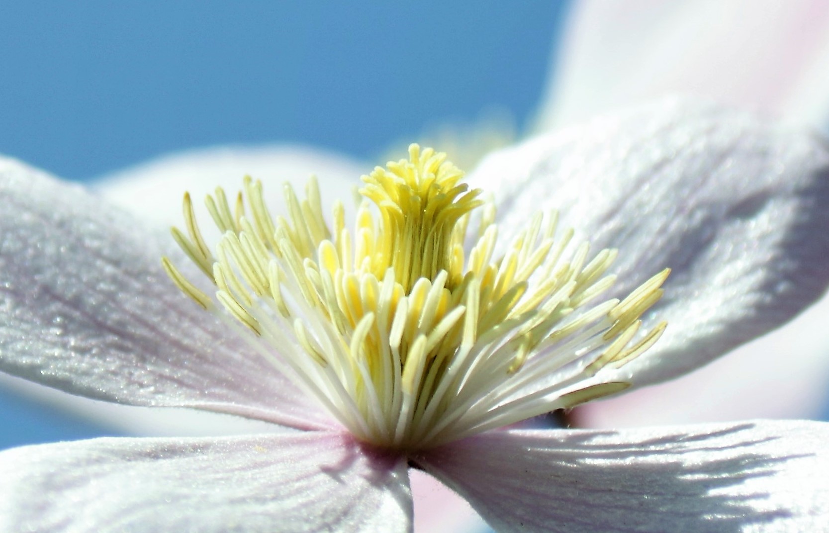 "Clematis" aus Reginas Garten (3)