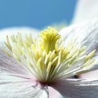 "Clematis" aus Reginas Garten (3)