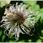 Clematis ausgeblüht