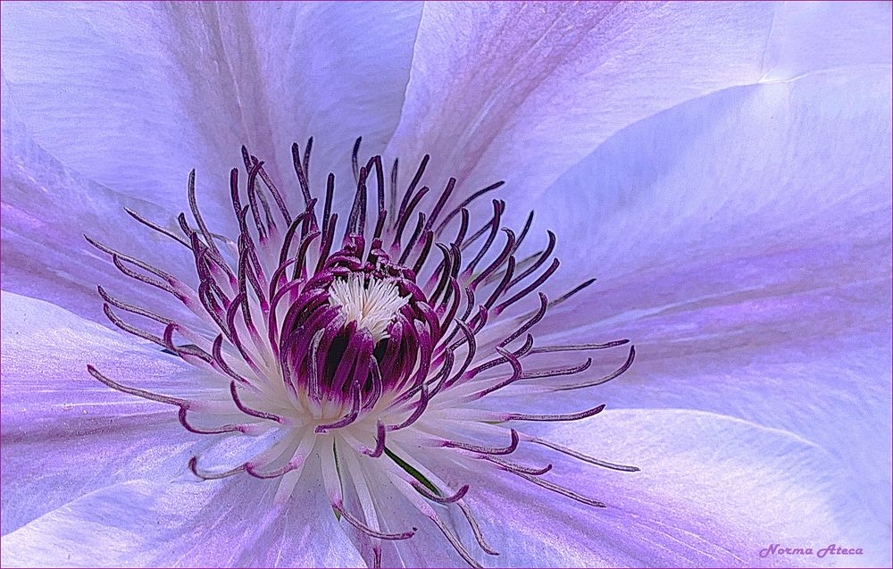 Clematis  azulceleste IV 