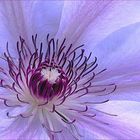 Clematis  azulceleste IV 