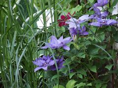 Clematis