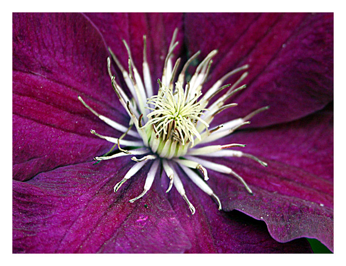 clematis