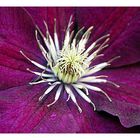 clematis