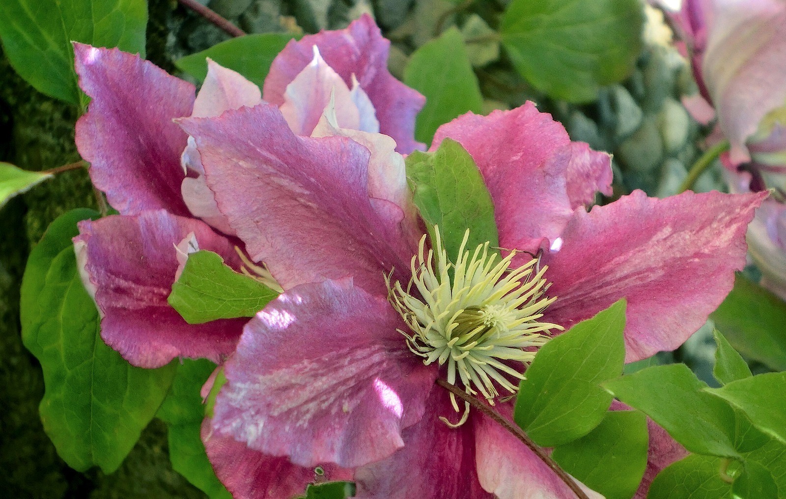 Clematis