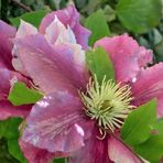 Clematis