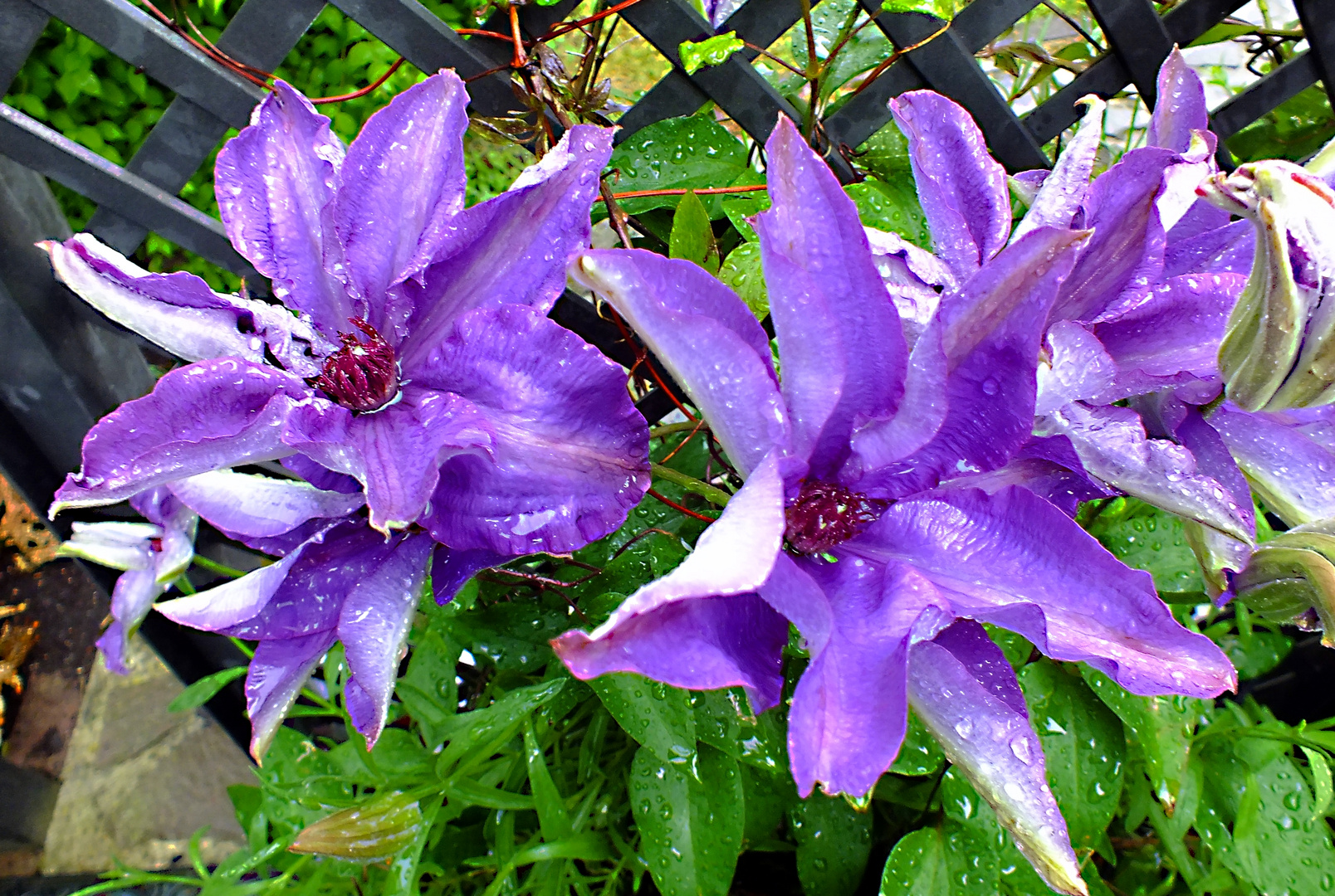 Clematis