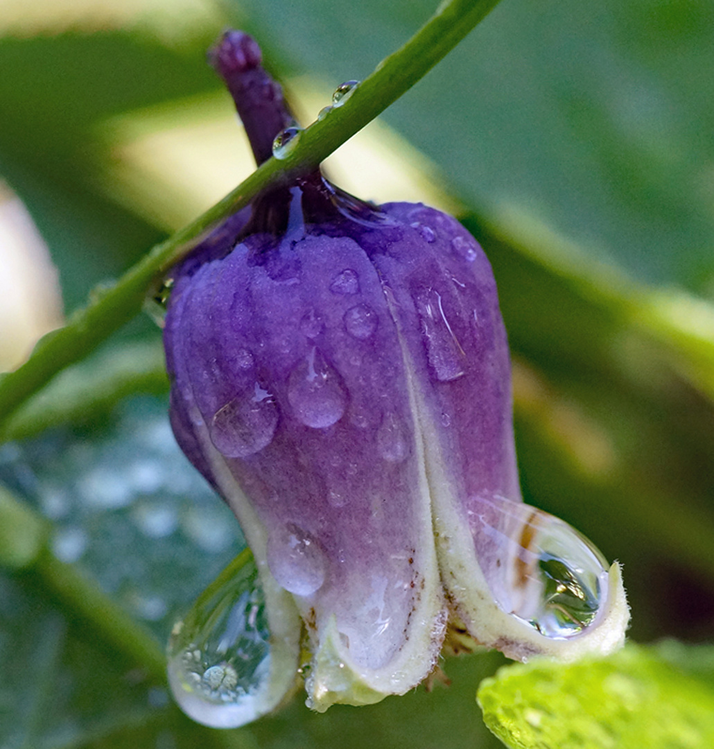 Clematis