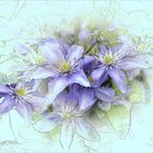 Clematis  