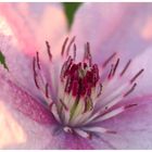 Clematis