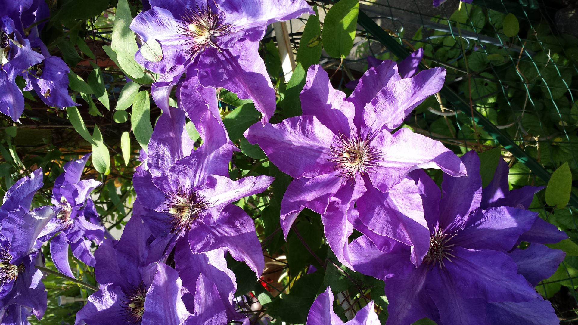 Clematis