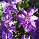 Clematis