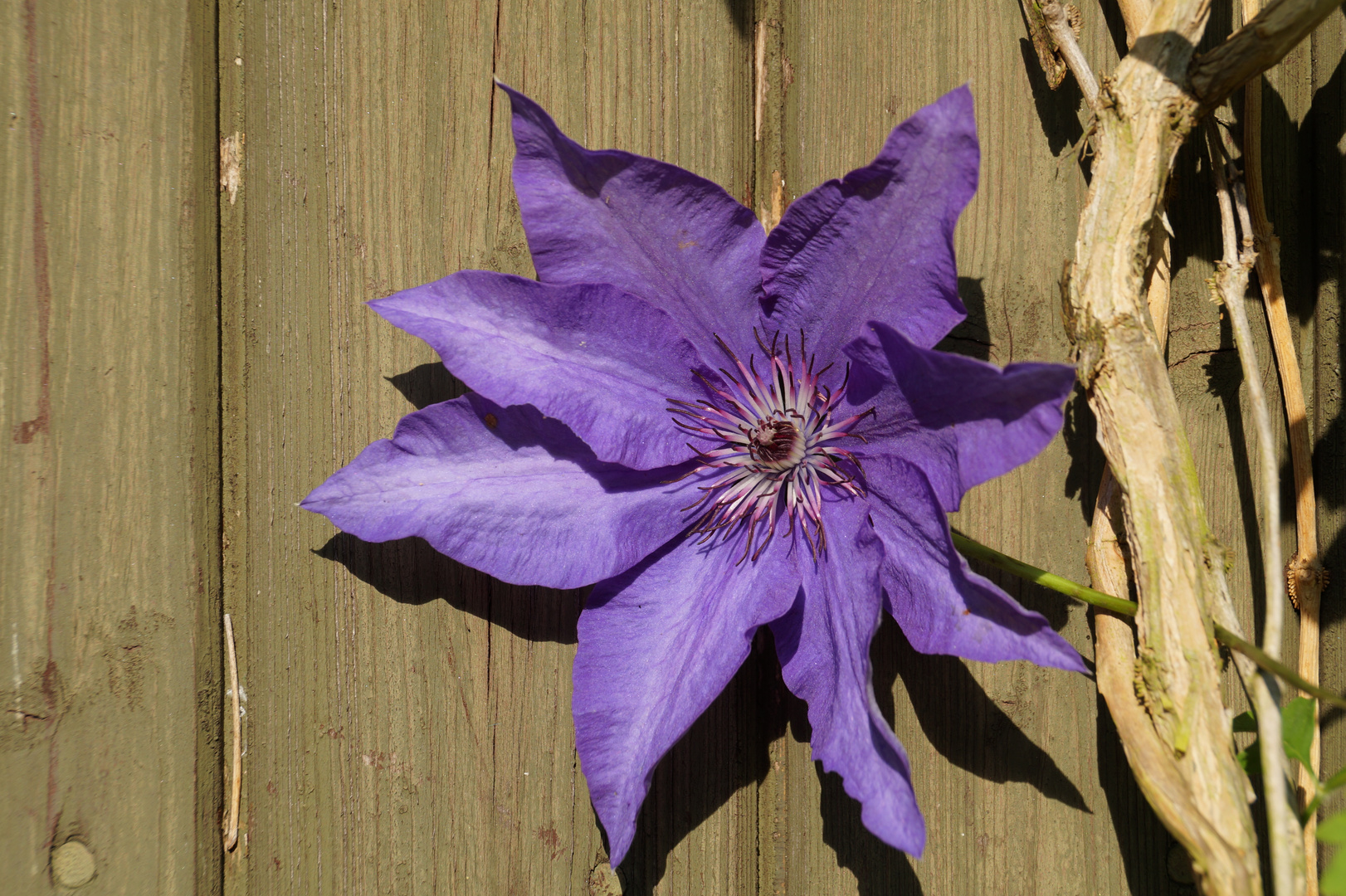 Clematis