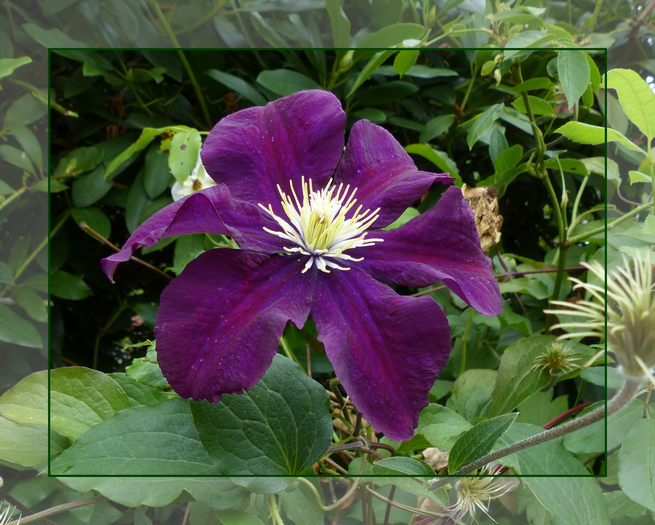 Clematis