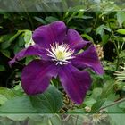 Clematis