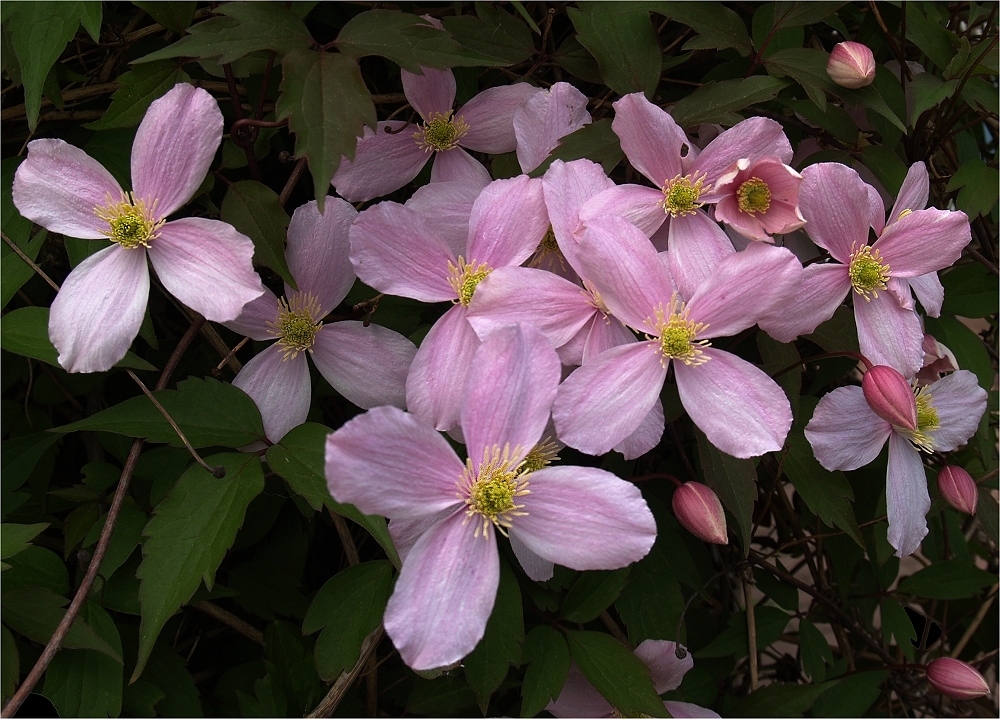 Clematis