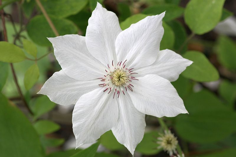 Clematis