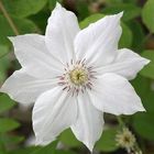 Clematis