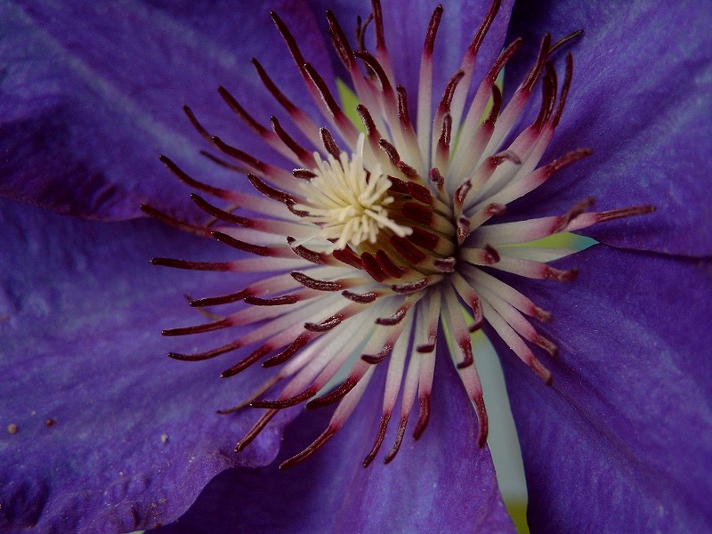 Clematis