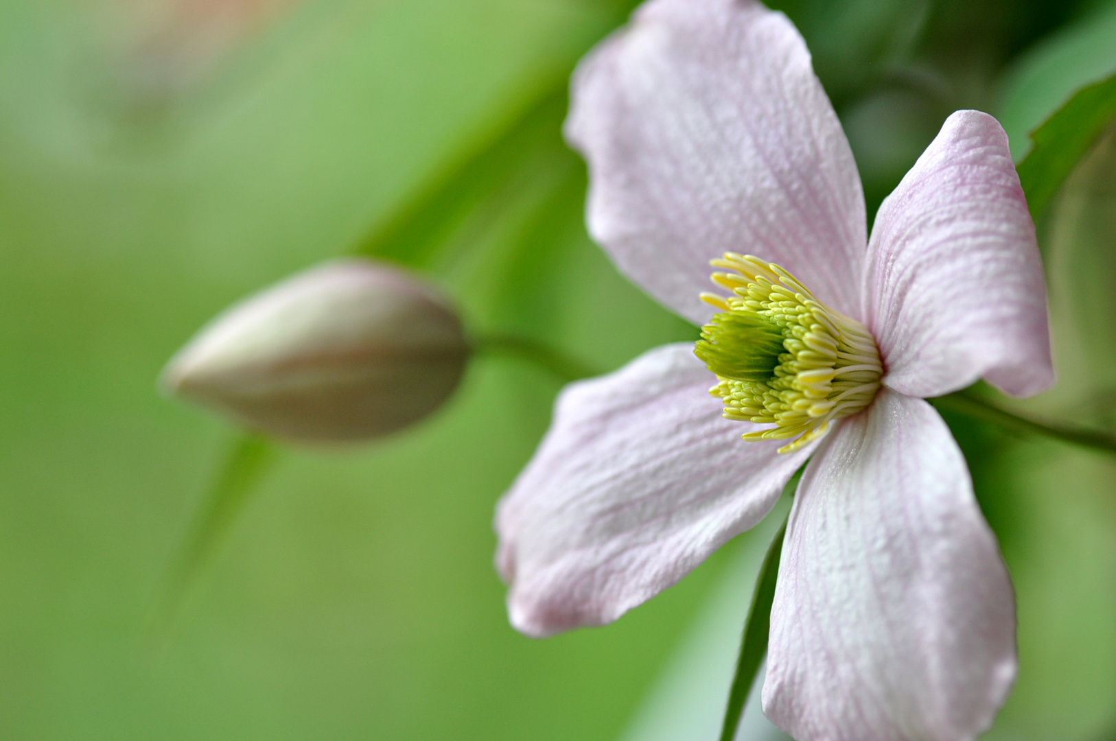 Clematis