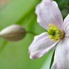 Clematis