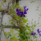 Clematis